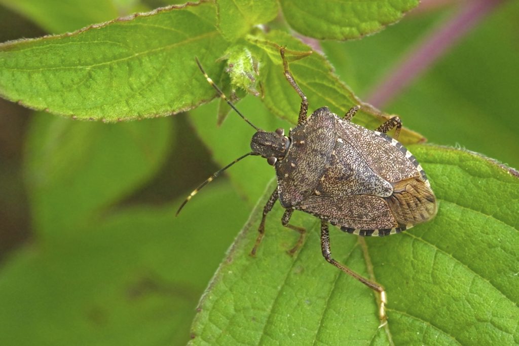 Brown marmorated Stink Bug